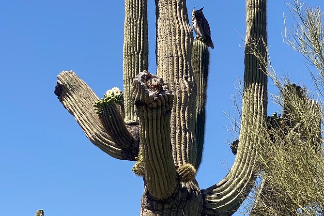 2 Hour Sonoran Desert Private Guided Mountain Bike Tour - Price and Value: What $115 Buys for Two Hours