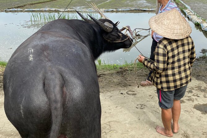 5-Hour Discovery Countryside by Cycling, Buffalo and Basket Boat - Lunch and Local Break: Coconut Jam, Tea, and Home-Style Time