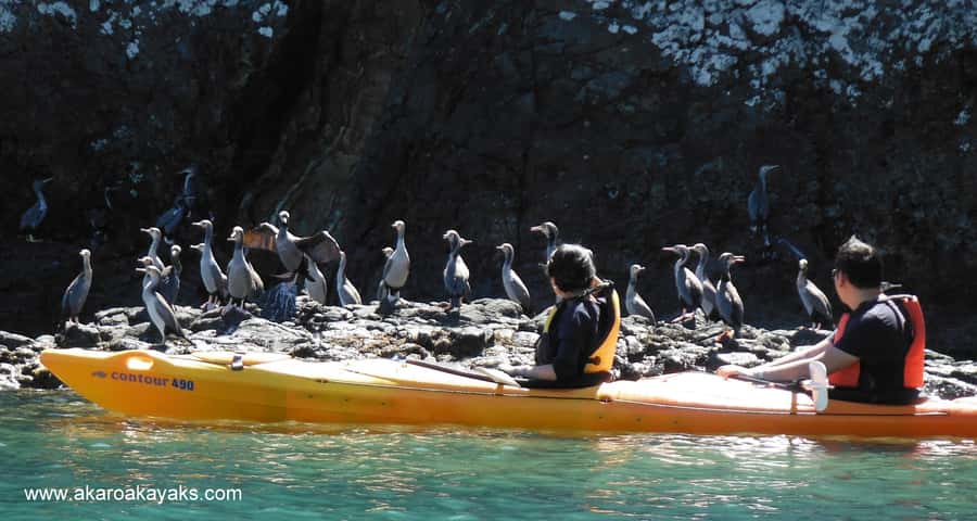 Akaroa: Electric Mountain Bike and Sea Kayak Adventure - Small Groups and Guides Who Keep You Moving