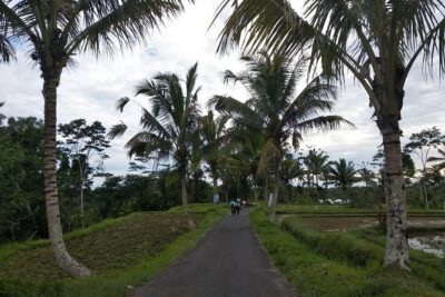 Bali Amazing Cycling Tour - Ubud pickup at 8:30: what to expect before you even pedal