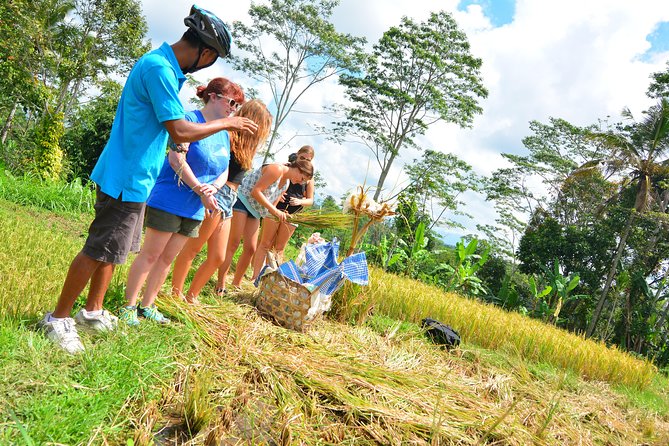 Bali Countryside Cycling Tours - Penglipuran Village: a beautiful traditional layout (but check admission)