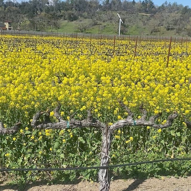 Calistoga: Napa Valley Cycling and Winery Tour with Picnic - Price and Value: Is $275 Worth It?