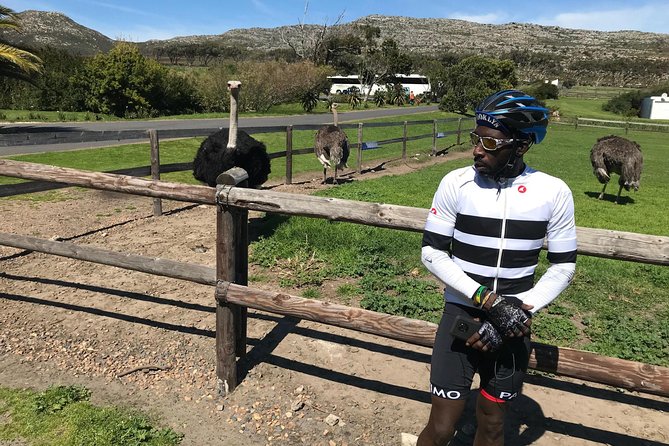 Cape Peninsula Cycle Tour - Boulders Beach penguins: the break that makes the day unforgettable