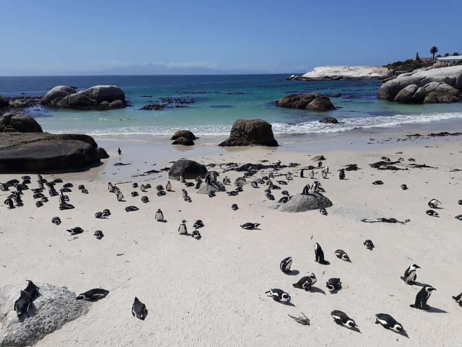Cape Town: 9-hour Cape Point Private Guided Cycling Tour - Boulders Beach penguins: kayak option or township bicycle tour