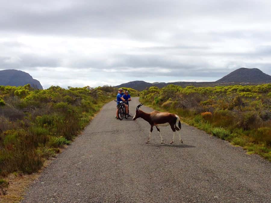 Cape Town: 9-hour Cape Point Private Guided Cycling Tour - The Atlantic coast return: Chapman’s Peak, Hout Bay, and Llandudno