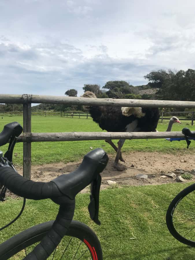 Cape Town: Peninsula Road Bike Tour - Ou Kaapse Weg and Constantia Neck: climbs that feel like a reward