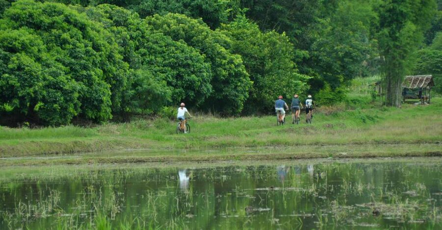 Chiang Mai Fields of Gold Cycling Tour - The ride’s effort level: 36 km, 289 m of climbing