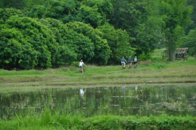 Chiang Mai Fields of Gold Cycling Tour - Rice fields turn golden only at certain times