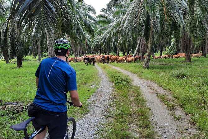 Countryside Cycling Tour. T1.0 by Matahari - Lunch in a Rice Field: A Calm Pause That Changes the Day