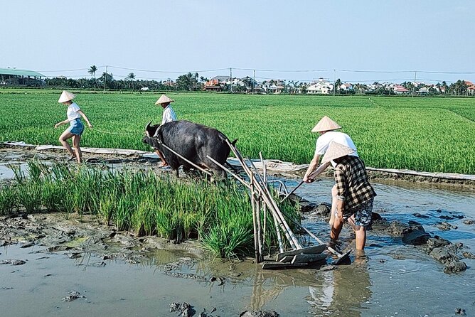 Cycling, Buffalo, Basket Boat ride in Hoi An - Who this Hoi An buffalo and basket boat ride fits best