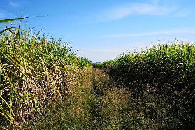 Cycling in rural Kanchanaburi area - Upgrade option: adding stand-up paddling and Thai lunch