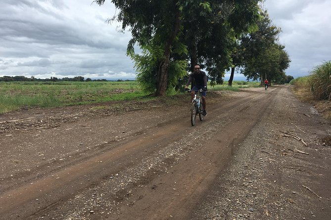 Cycling through the TPC plantations - Cycling the sugar belt: what you’re really seeing on the ride south