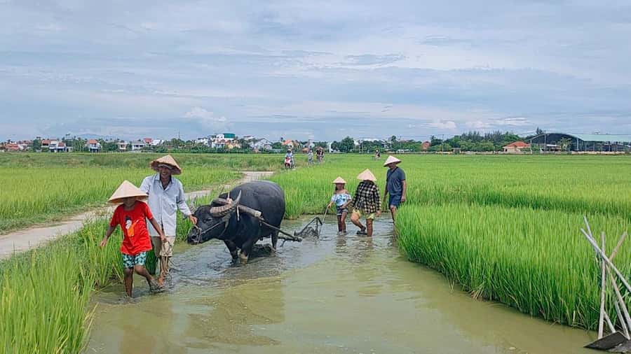 Cycling, Water Buffalo Riding, Traditional Farming Life - Rice Paddies and Baby Rice Planting: Hands-On Farming Learning