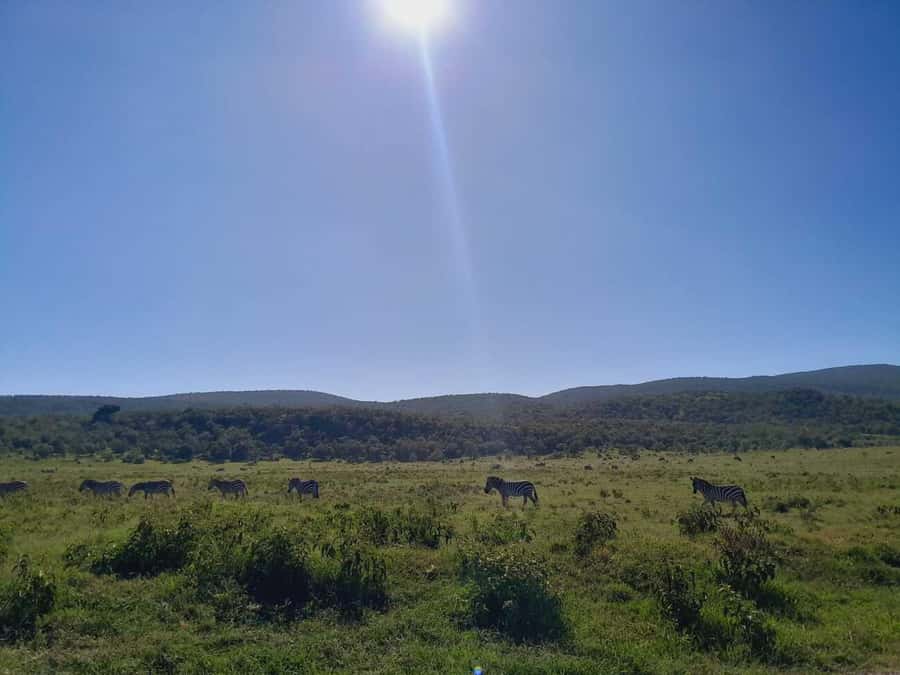 Daily Hell's gate National Park Ebike Cycling - Drop-off options: where the day ends
