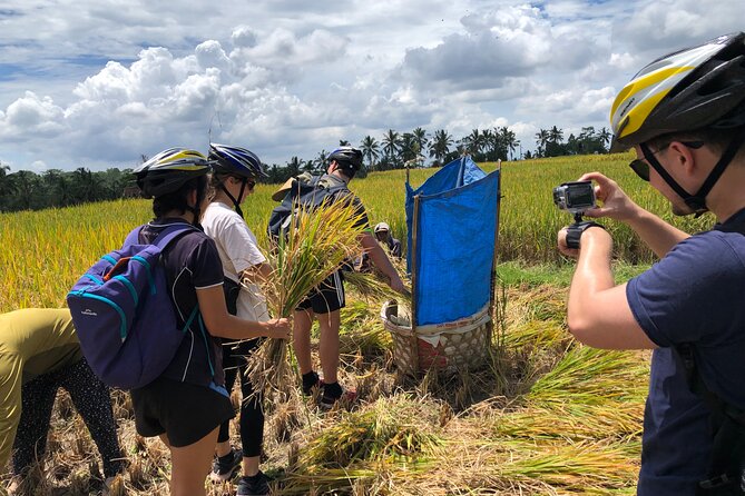 Downhill Cycling Ubud with Volcano, Rice Terrace and Educational - The Downhill Ride: 2.5 Hours of Views, Villages, and Guide-Led Stops