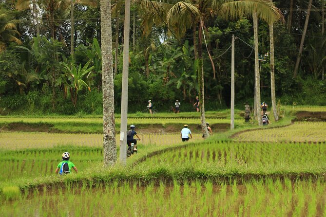 Downhill Cycling Ubud with Volcano, Rice Terrace and Educational - Cultural Stops: Traditional Homes, Rice Fields, and Learning That Feels Personal