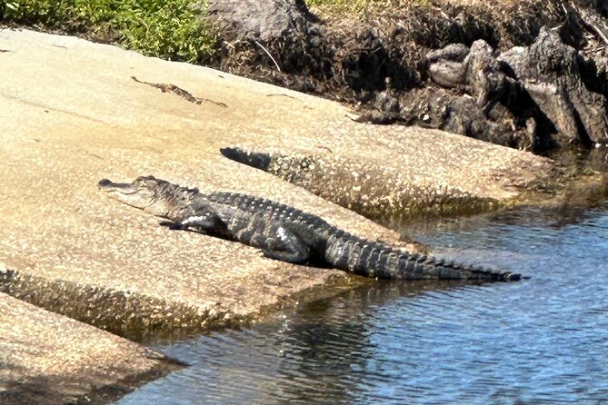 Experience Kissimmee Lakefront Mountain Bike Tour (2 Hours) - Along the water in Kissimmee: cranes, a peacock, and a fresh 2024 bridge