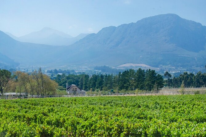 Franschhoek Half Day Winelands Mountain Bike Tour - Price and value: is $79.93 a good deal?