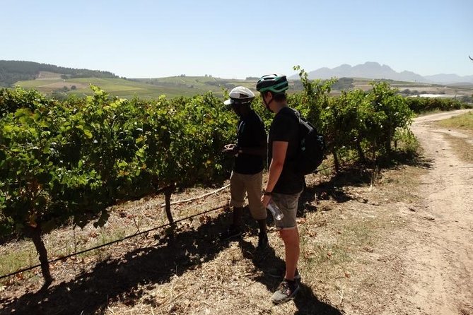 Franschhoek Half Day Winelands Mountain Bike Tour - Stop 1 at Rickety Bridge: hillside views and a cellar tour