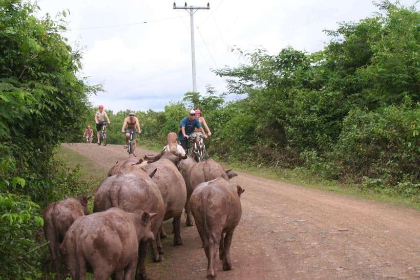 From Luang Prabang: Guided Mountain Bike Tour with Lunch - Trek Marlin 7 on mixed roads: what the 14 km actually asks of you