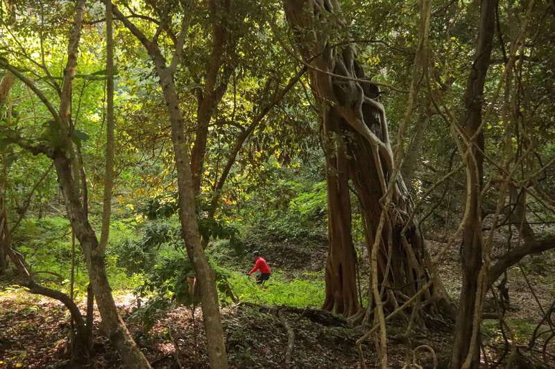 From Puerto Vallarta: Jungle Mountain Bike Tour - Pedal Through Dry and Semi-Dry Forest: Trail Feel and Skill Reality