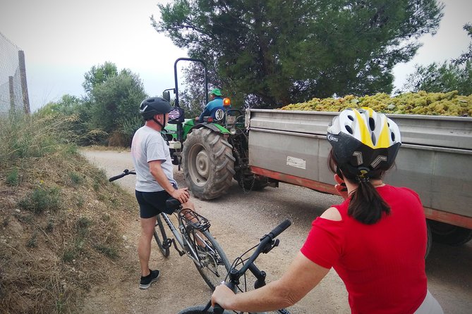 From Sitges: Bike Tour and Winery Visit with Free Hotel Pick Up. - The Cava Taste Stops: Learning How It Tastes (and Why)