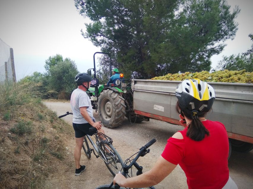 From Sitges: Cycling Tour with Winery visit and Tasting - Price and Value at Around $100: What You’re Really Paying For