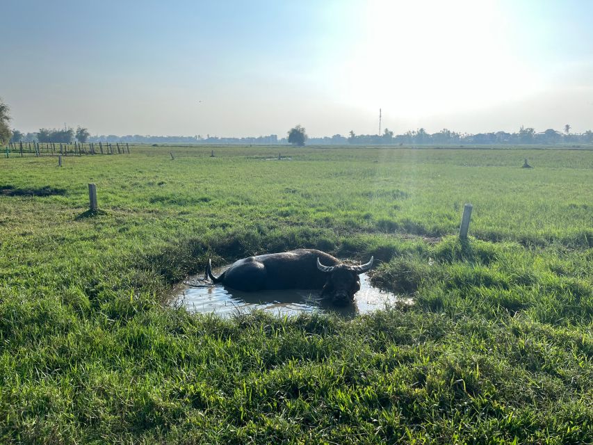 Funny day cycling, Buffalo riding and Basket boat - FAQ