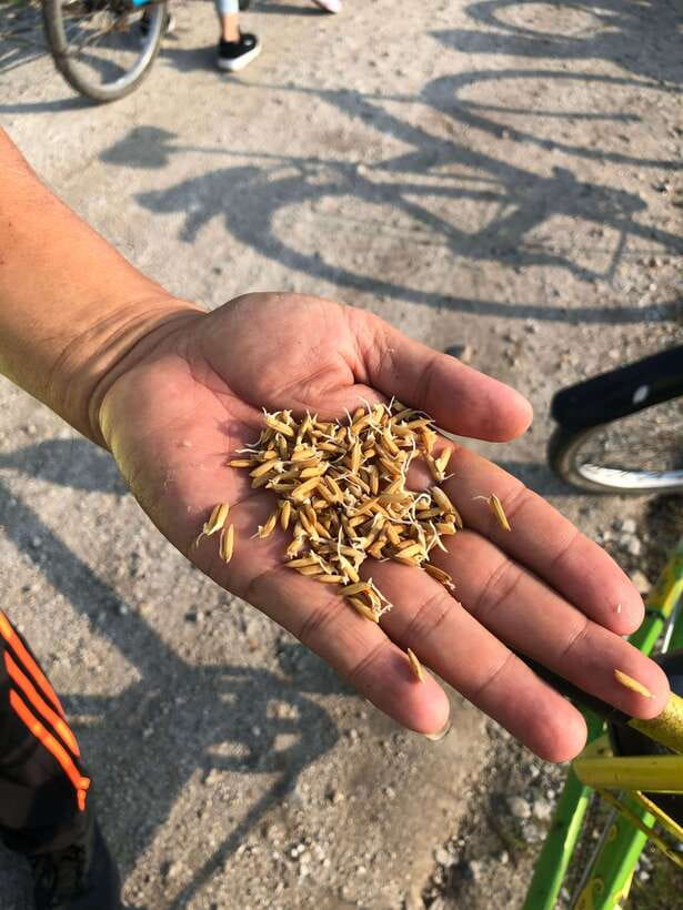 George Town: Balik Pulau Countryside Morning Cycling Tour - Key Points You’ll Actually Care About