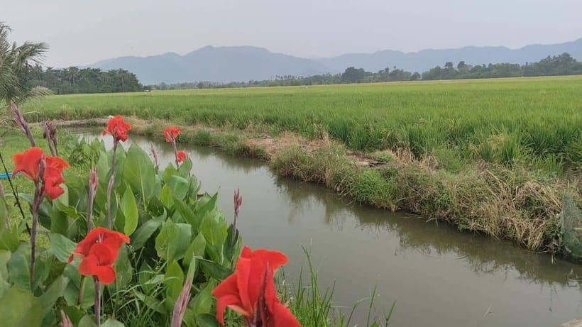 George Town: Balik Pulau Countryside Morning Cycling Tour - Why Balik Pulau Feels Like a Different Side of Penang