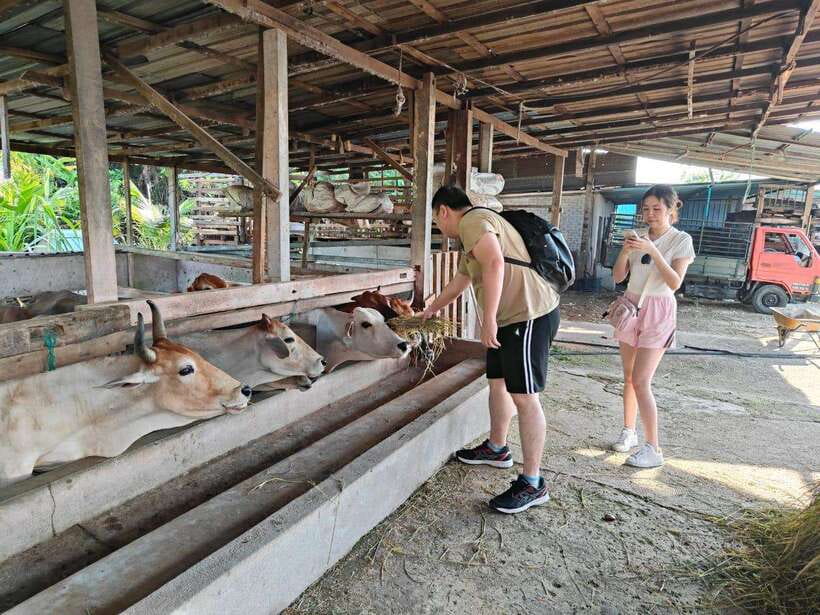 George Town: Balik Pulau Countryside Morning Cycling Tour - Roadside Riding With Locals: Safety Without Stress