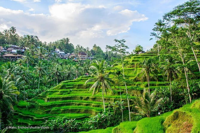 HALO BIKE Downhill Bali Countryside Cycling Tour - Bikes, Gear, Timing, and Weather Reality