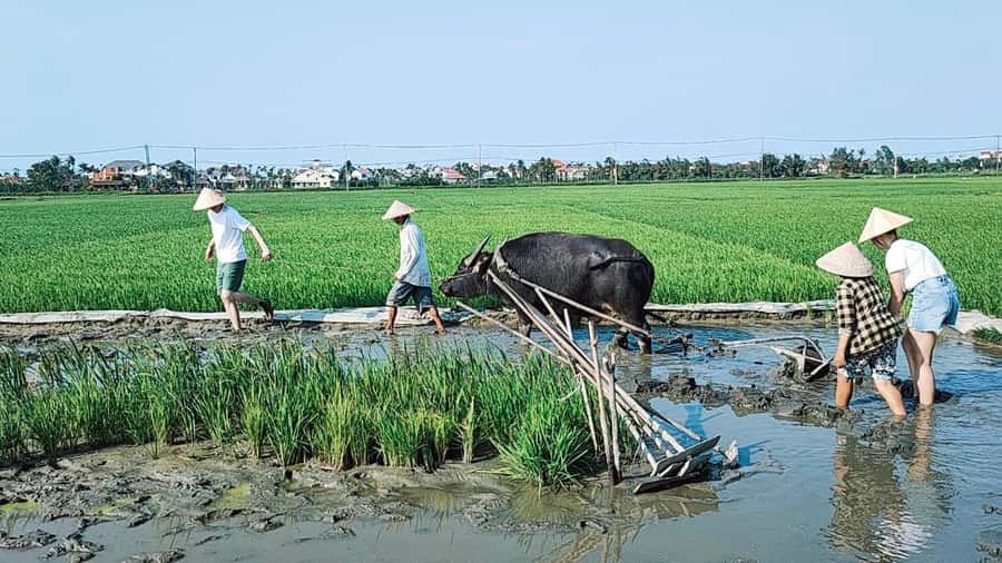 Hoi An: Countryside by Cycling, Buffalo Riding & Do Farming - Lunch at a Local Home: Rice Milk and Banh Xeo Cooking