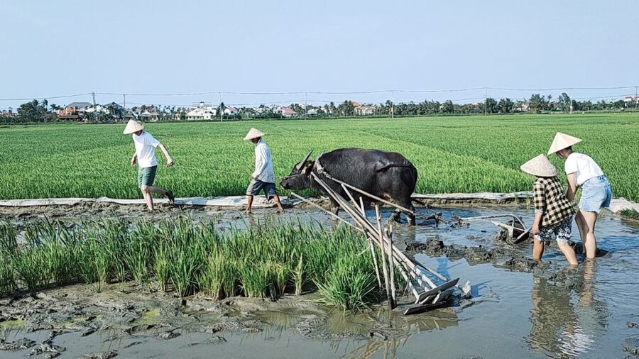 Hoi An: Countryside by Cycling, Buffalo Riding & Do Farming - Price and What $34 Really Buys You in Value