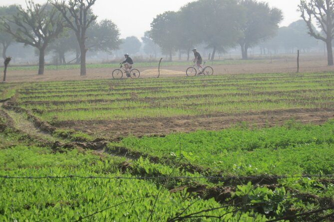 Jaipur Village Cycling Safari - Pedaling through the Aravalis: villages, mustard fields, and country roads