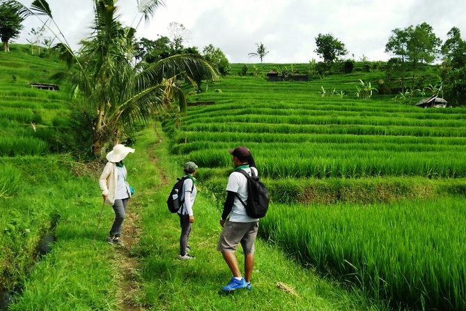 Jatiluwih full day e-bike cycling with lunch & trekking program - What to wear, bring, and expect on a hot day in Ubud-area valleys