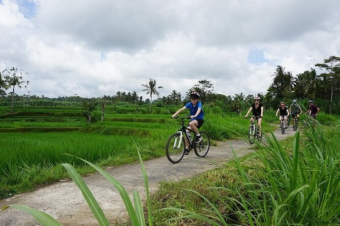 Kintamani Cultural and Nature Cycling Tour ( Manual Bike ) - Tegalalang Rice Terraces: A Short Photo Stop That Still Hits