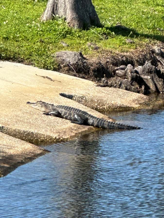 Kissimmee: 4-Hour All Electric Mountain Bike Lakefront Tour - Key points you’ll actually care about
