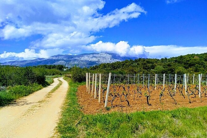 Korcula Bike & Wine Tour | Wine Tasting in Lumbarda - Meet at Ulica Plokata: bikes, helmets, and a quick safety reality check