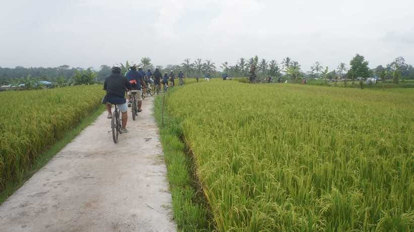 Kuta: Kintamani Culture and Nature Guided Cycling Tour - Bresela Rice Fields: The View Stop You’ll Want to Replay Later