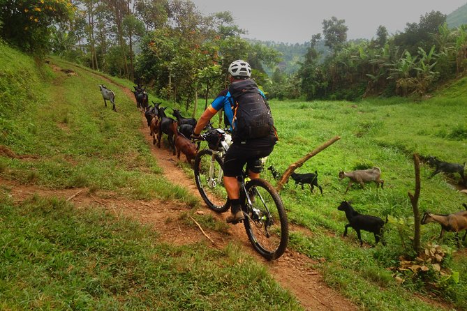 Lake Victoria Island Cycling Tour from Kampala - What You Actually Get for $62.23: Value, Food, and Bike Quality
