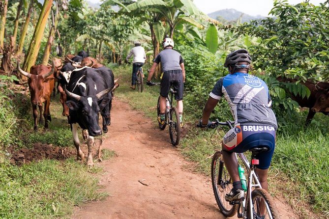 Lake Victoria Island Cycling Tour from Kampala - Small Practical Tips for a Smooth Morning Ride