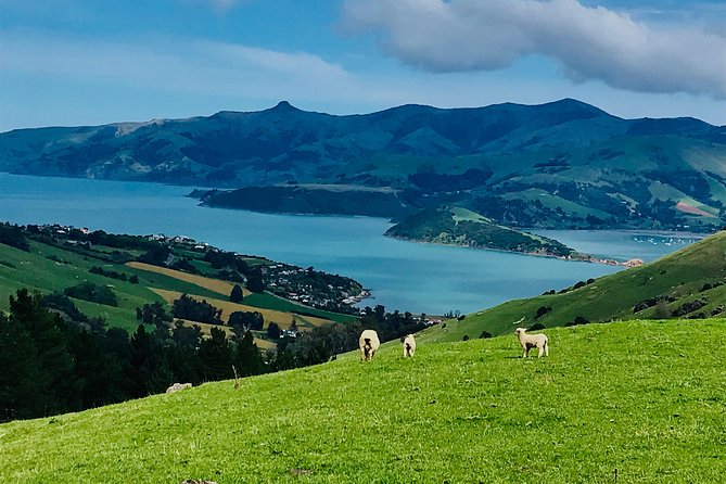 Lava Loop- Guided electric mountain bike tour in Akaroa - Meeting at Common Cafe and Garden Bar (and what to do before you ride)
