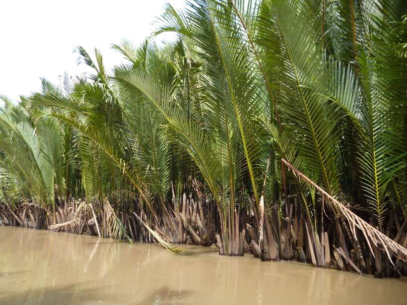 Mekong Day Tour by Car:Cai Be market, Local Island & Cycling - Đờn Ca Tài Tử (UNESCO folk music): culture that isn’t just a performance