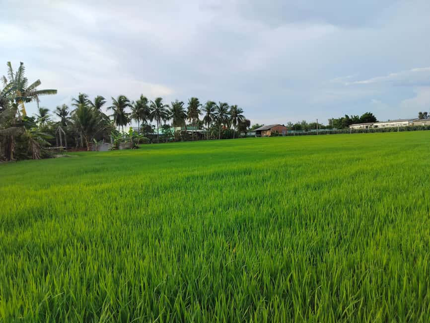 Mekong Delta Cruise: Explore Cycling & Cook Classes Day Trip - Family Homestay Farm Time and Countryside Cycling