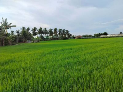 Mekong Delta Day Trip: Explore Cycling & Cook Classes Farm - Cycling through orchards and rice fields: a farm-first start at Family Tiny Garden