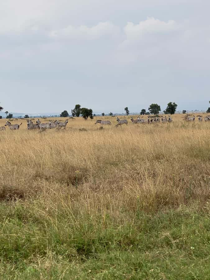 Nairobi: E-Bike/Cycling Wildlife Safari with Transfer & meal - Price and Value: Is $155 Really Fair for This Safari?