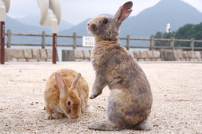 Okunoshima Rabbit Island Cycling Tour with Local Guide - Okunoshima Rabbit Island cycling tour: the setting that flips the mood