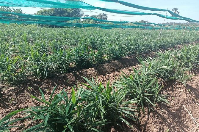 Phnom Penh Countryside Cycle Tour - Cycling Through Crops: Mangoes, Rice Paddies, Lotus, and Wetland Birds