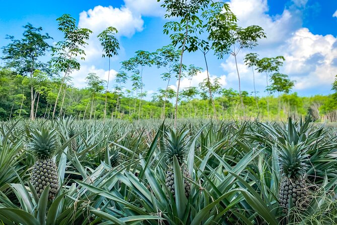 Phuket Coast to Coast Cycling Tour | Half Day Tour - The Thalang District cycling loop: rural roads, rubber trees, and bay views
